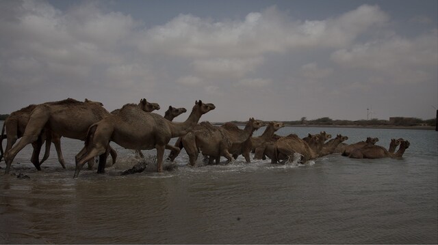 Kutch's Kharai breed, the world's only swimming camels, battle the tide of an uncertain future Kutch's Kharai breed, the world's only swimming camels, battle the tide of an uncertain future