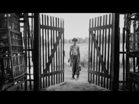 Venice Film Festival 2019: Holocaust film The Painted Bird's 'brutal' scenes lead to mass walkouts Venice Film Festival 2019: Holocaust film The Painted Bird's 'brutal' scenes lead to mass walkouts