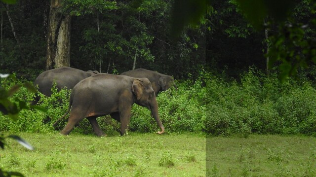 Can a new elephant reserve address human-elephant interaction in Chhattisgarh? Can a new elephant reserve address human-elephant interaction in Chhattisgarh?