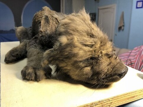 18,000-year-old pre-historic puppy unearthed from Russia's permafrost, completely intact 18,000-year-old pre-historic puppy unearthed from Russia's permafrost, completely intact