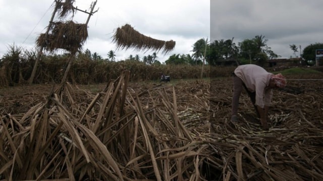 Recent floods force farmers at Maharashtra-Karnataka border to straddle two states, owing to compensation policies Recent floods force farmers at Maharashtra-Karnataka border to straddle two states, owing to compensation policies
