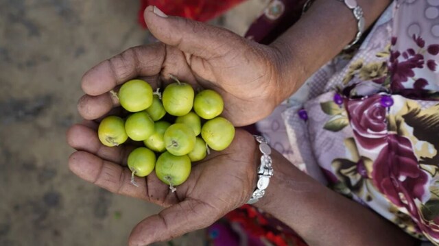In desert regions of Pakistan's Umerkot, a women-led initiative to grow jujube berries yields a sweet harvest In desert regions of Pakistan's Umerkot, a women-led initiative to grow jujube berries yields a sweet harvest