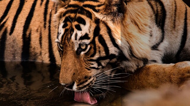Even as the return of a tiger to Ajanta after over 50 years shows their resilience, conservation requires trust with local people Even as the return of a tiger to Ajanta after over 50 years shows their resilience, conservation requires trust with local people