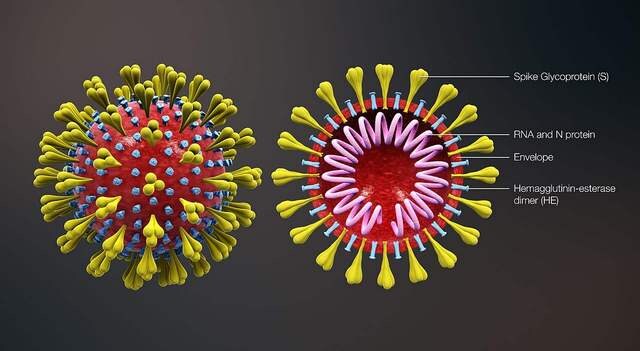 Researchers believe analysing Coronavirus' genome could help trace and stop a second wave of infections Researchers believe analysing Coronavirus' genome could help trace and stop a second wave of infections