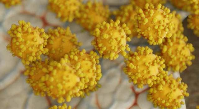 American-Chinese scientists team up to find the origins of Coronavirus pandemic American-Chinese scientists team up to find the origins of Coronavirus pandemic