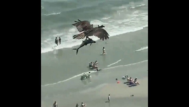 Twitterati puzzled over South Carolina video of bird carrying huge fish clutched in talons Twitterati puzzled over South Carolina video of bird carrying huge fish clutched in talons