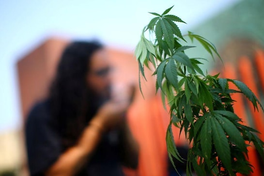 Pot stocks high as Democrats on brink of controlling U.S. Senate