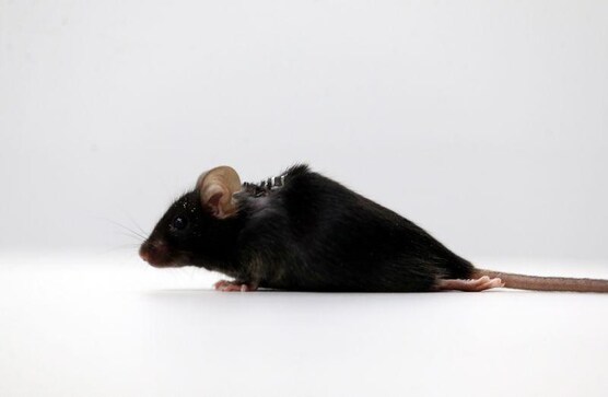 German scientists make paralyzed mice walk again German scientists make paralyzed mice walk again