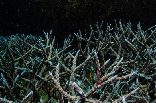 Australia's Great Barrier Reef shows signs of new coral bleaching Australia's Great Barrier Reef shows signs of new coral bleaching