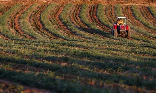 Coffee growers, future crops at risk amid low global prices: producers Coffee growers, future crops at risk amid low global prices: producers