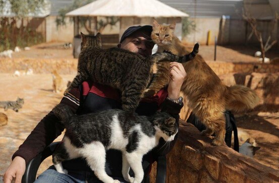 The feeding of the one thousand: Idlib sanctuary offers cats a refuge from war The feeding of the one thousand: Idlib sanctuary offers cats a refuge from war