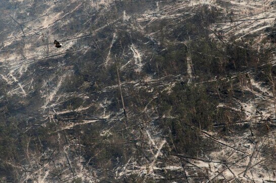 World old-growth tropical forest losses increase 12% in 2020, data shows