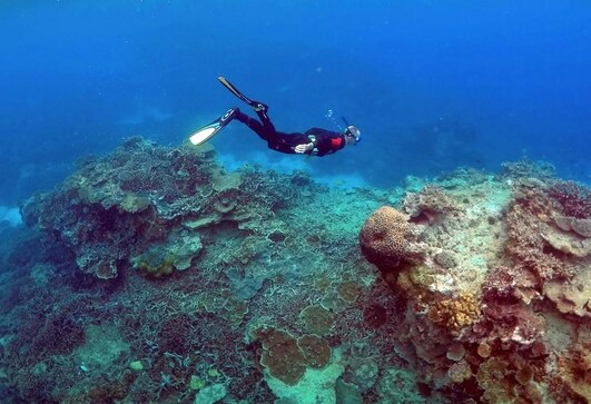 Deep reefs won't be 'twilight zone' refuge for fish, corals: study Deep reefs won't be 'twilight zone' refuge for fish, corals: study
