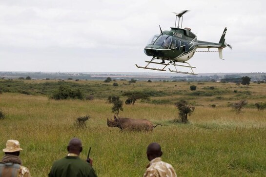 Only rhino to survive Kenyan relocation is attacked by lions Only rhino to survive Kenyan relocation is attacked by lions