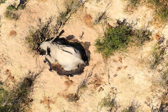 Botswana investigating mystery deaths of at least 275 elephants Botswana investigating mystery deaths of at least 275 elephants