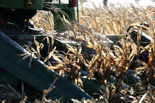 Exclusive: China eyes more corn imports as shipments surge, set to become top buyer Exclusive: China eyes more corn imports as shipments surge, set to become top buyer