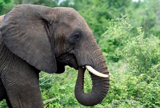 Namibia to auction 170 elephants over drought, increased population Namibia to auction 170 elephants over drought, increased population