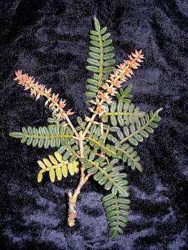 New and rediscovered species found in pristine Andes of Bolivia New and rediscovered species found in pristine Andes of Bolivia
