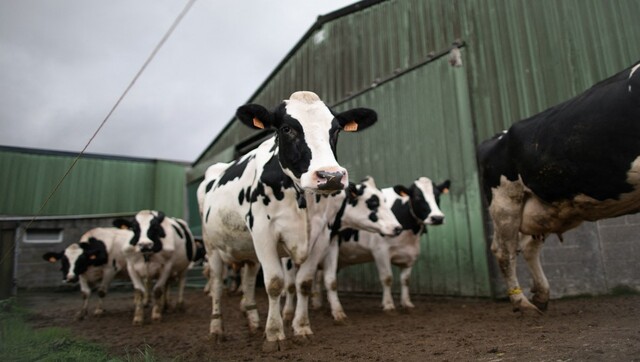 Record heat and drought in France cause for decline in cheese production Record heat and drought in France cause for decline in cheese production