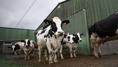 Record heat and drought in France cause for decline in cheese production