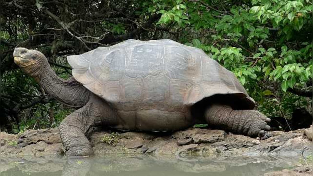 Why tortoise lives for over 150 years — and other interesting titbits about this special child of nature