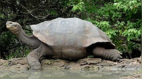 Why tortoise lives for over 150 years — and other interesting titbits about this special child of nature
