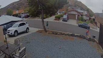 Watch: Dog tries to pick fight with another dog for walking near its territory