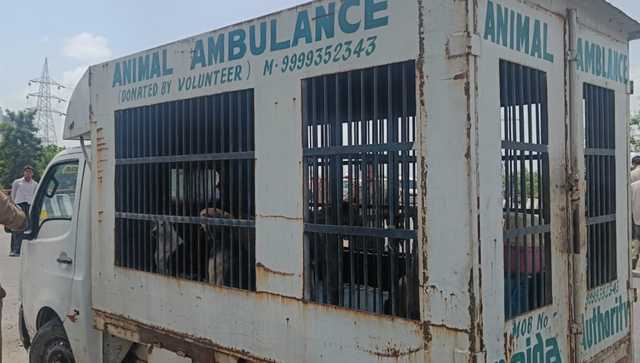 Noida Twin Towers Demolition: 40 stray dogs shifted; NGOs urge to hold 'dummy explosion' to save birds Noida Twin Towers Demolition: 40 stray dogs shifted; NGOs urge to hold 'dummy explosion' to save birds