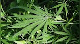Karnataka HC grants bails to man arrested for possession of 'bhang'