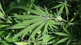 Karnataka HC grants bails to man arrested for possession of 'bhang'