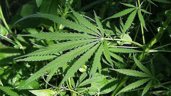 Karnataka HC grants bails to man arrested for possession of 'bhang'