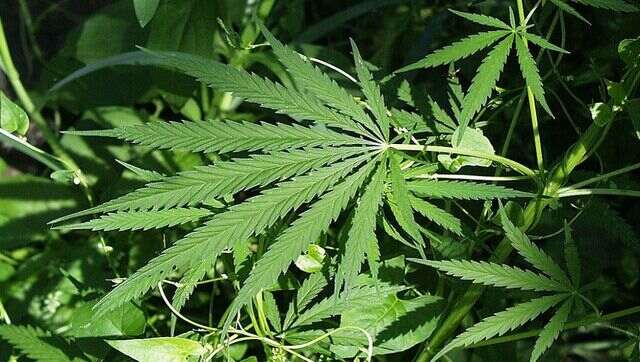 Karnataka HC grants bails to man arrested for possession of 'bhang' Karnataka HC grants bails to man arrested for possession of 'bhang'