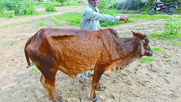 Punjab: Milk output drops 15-20% as lumpy skin disease affects cattle; small and medium dairy farmers worst hit