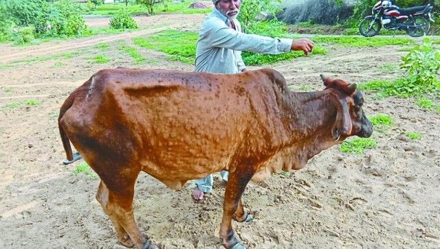 Punjab: Milk output drops 15-20% as lumpy skin disease affects cattle; small and medium dairy farmers worst hit Punjab: Milk output drops 15-20% as lumpy skin disease affects cattle; small and medium dairy farmers worst hit