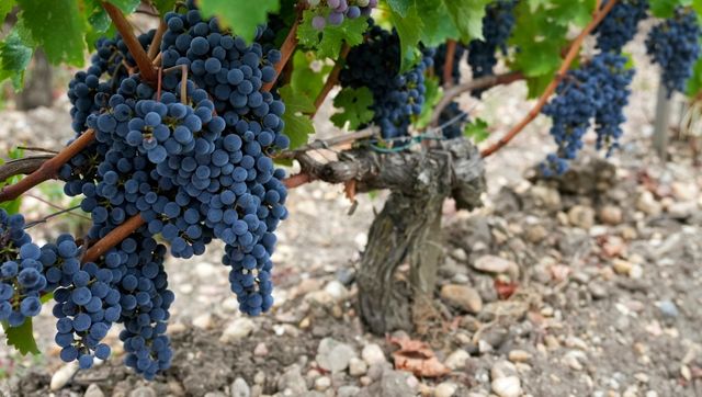 Severe drought forces earliest harvest ever in one of France's most celebrated wine regions Severe drought forces earliest harvest ever in one of France's most celebrated wine regions