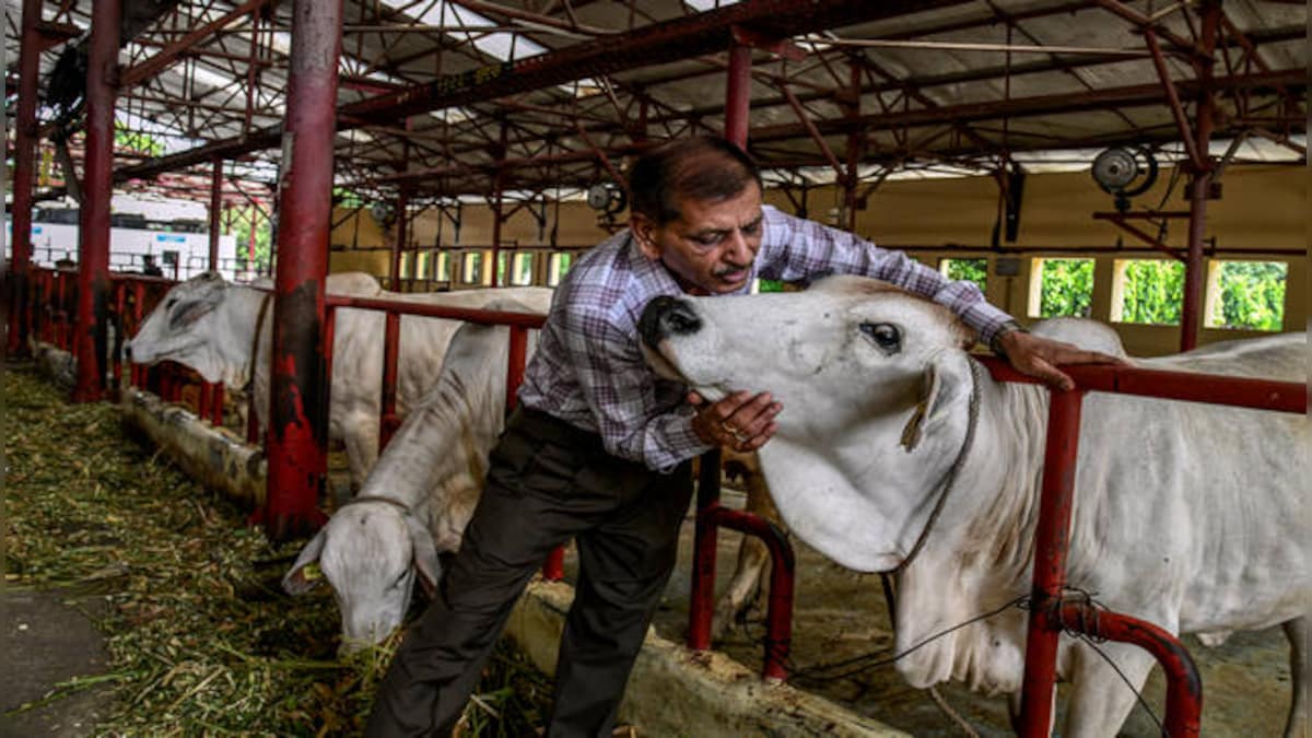 As India faces climate change, dairy titan studies how to keep milk flowing