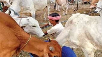 10 lakh animals to be vaccinated in Punjab to check spread of Lumpy Skin disease