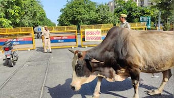 Noida Twin Towers Demolition: Road closed, traffic diversion as the goliaths come tumbling down