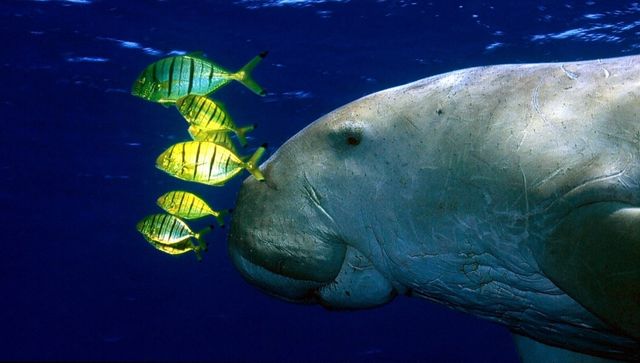 Explained: Dugong, the sea cow which inspired mermaid tales, declared extinct in China Explained: Dugong, the sea cow which inspired mermaid tales, declared extinct in China