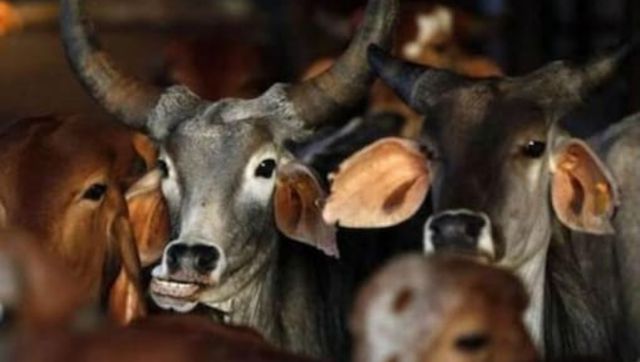 MP: 50 cows drown as gaushala gets flooded MP: 50 cows drown as gaushala gets flooded