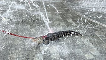 Explained: Who is Wally, the emotional support alligator, seen chilling at US park?