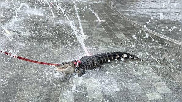 Explained: Who is Wally, the emotional support alligator, seen chilling at US park?