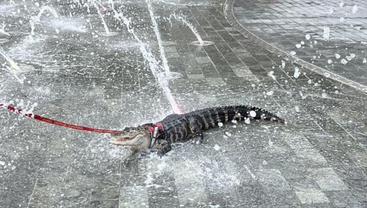 Explained: Who is Wally, the emotional support alligator, seen chilling at US park?