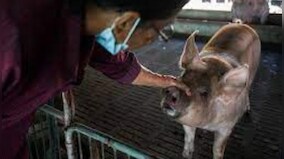 African swine fever kills more than 2,000 pigs in two weeks in MP's Rewa