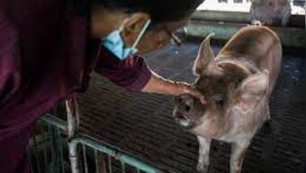 African swine fever kills more than 2,000 pigs in two weeks in MP's Rewa