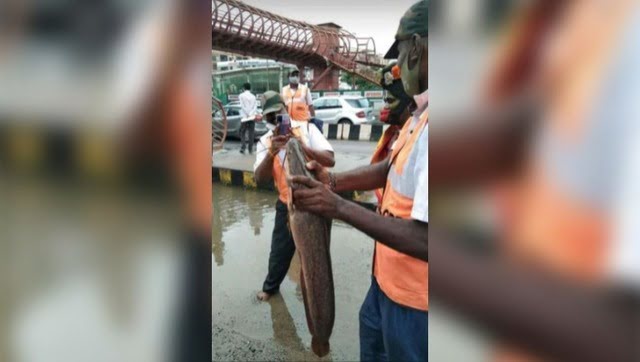 'Fresh catch' on road in rain-hit Bengaluru stuns internet 'Fresh catch' on road in rain-hit Bengaluru stuns internet