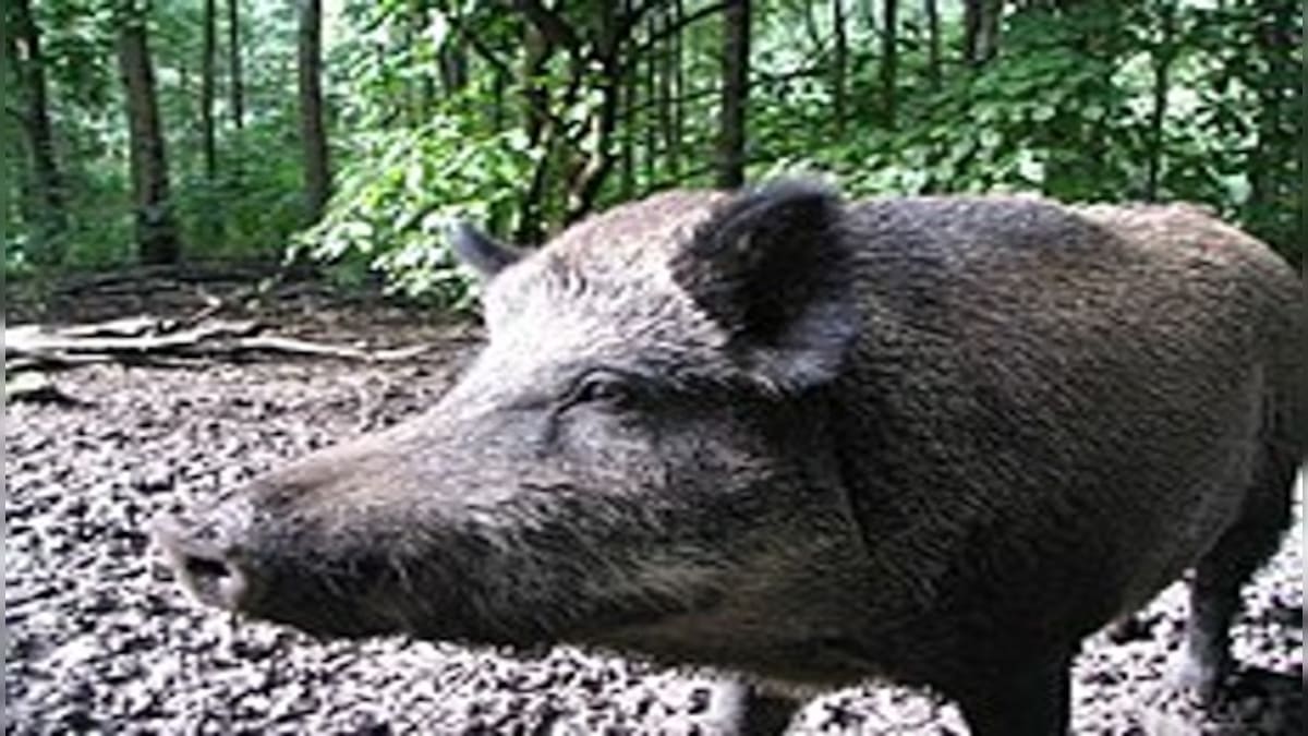 Jharkhand: African Swine Fever kills over 800 pigs in Ranchi district