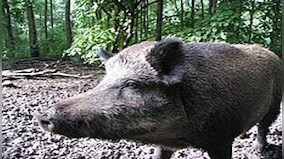 Jharkhand: African Swine Fever kills over 800 pigs in Ranchi district
