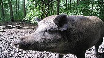 Jharkhand: African Swine Fever kills over 800 pigs in Ranchi district