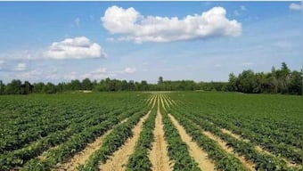 Only 37% transplanted trees survived in Delhi